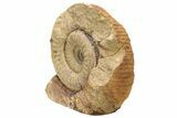 Jurassic Ammonite (Stephanoceras) Fossil - England #211758-1